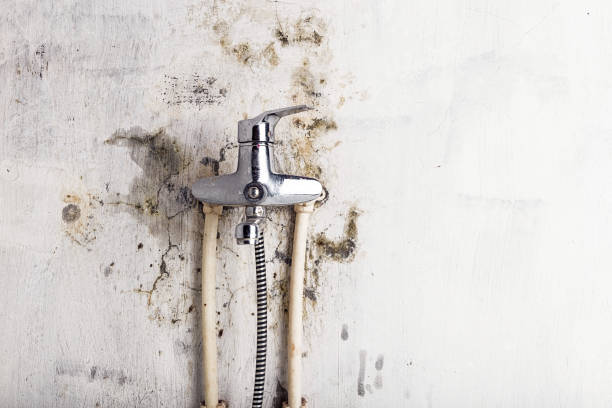Best Toxic Mold Removal  in Gruver, TX