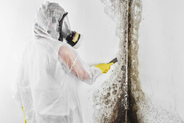 Best Mold Damage Repair  in Gruver, TX