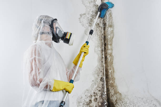 Best Mold Testing and Removal  in Gruver, TX