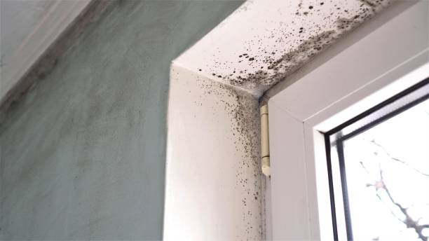 Mold Removal Process in Gruver, TX
