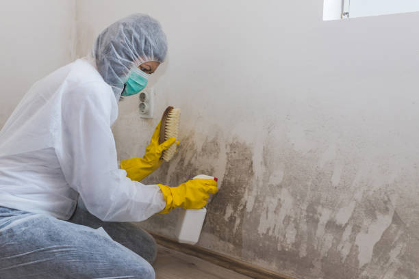 Best Fast Mold Removal  in Gruver, TX