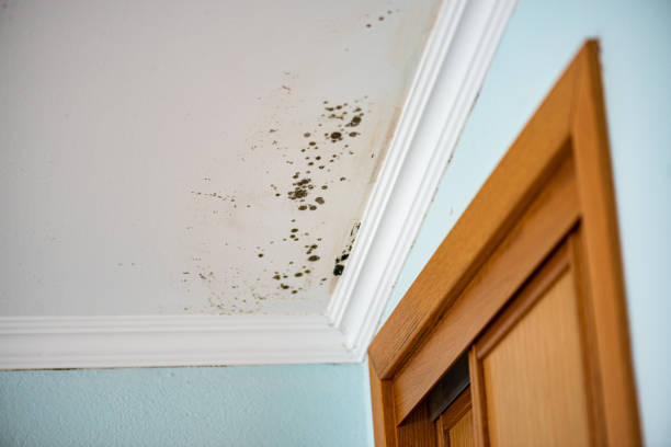 Mold Testing and Removal in Gruver, TX