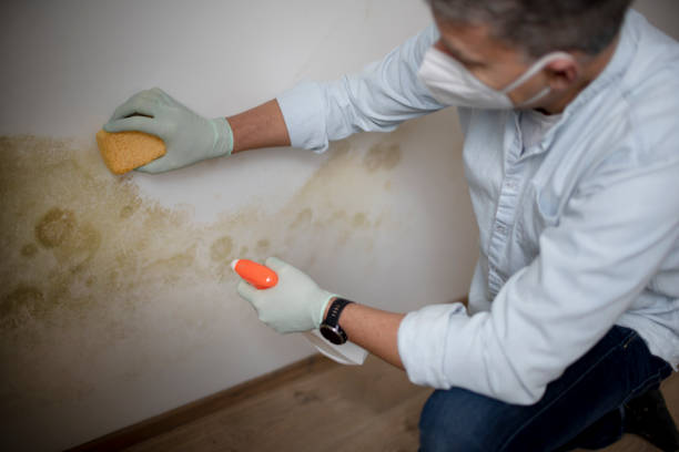 Best Local Mold Removal Service  in Gruver, TX