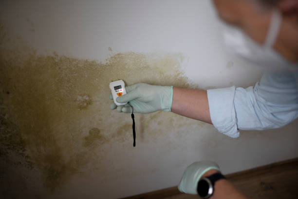 Best Professional Mold Removal  in Gruver, TX