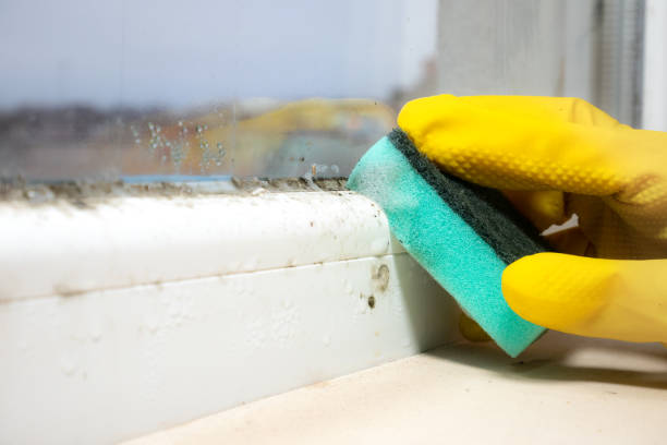 Best Mold Removal Company Near Me  in Gruver, TX