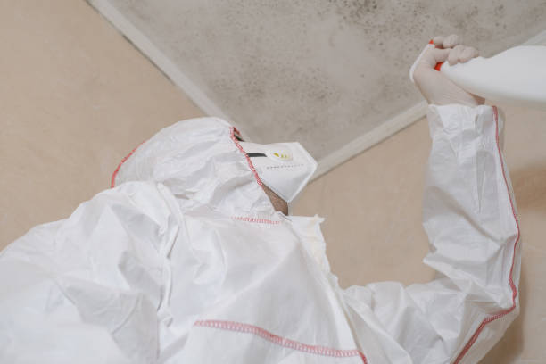 Best Same-Day Mold Removal  in Gruver, TX