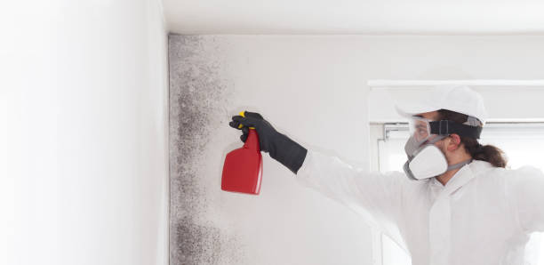 Best Residential Mold Removal  in Gruver, TX