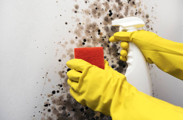 Best Attic Mold Removal  in Gruver, TX