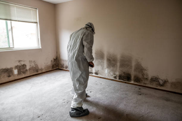 Trusted Gruver, TX Mold Removal Experts