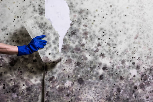 Certified Mold Removal in Gruver, TX