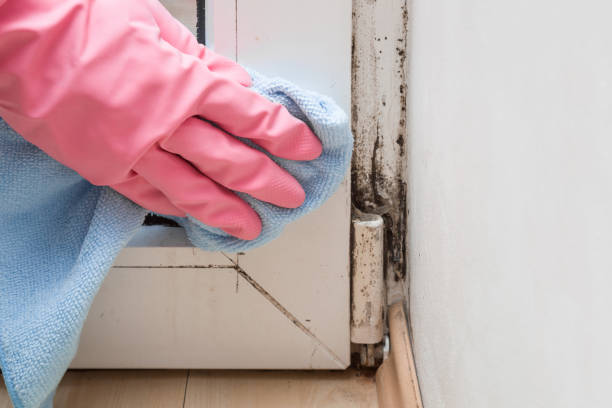 Best Mold Removal Specialists  in Gruver, TX