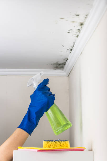 Best Affordable Mold Removal  in Gruver, TX