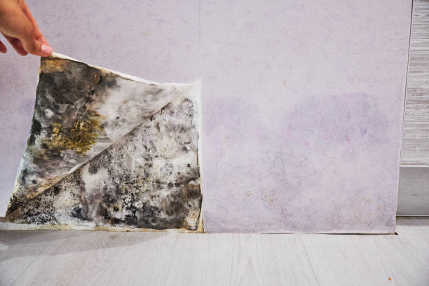 Best Commercial Mold Removal  in Gruver, TX